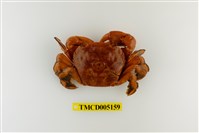 藏品(字紋弓蟹)的圖片